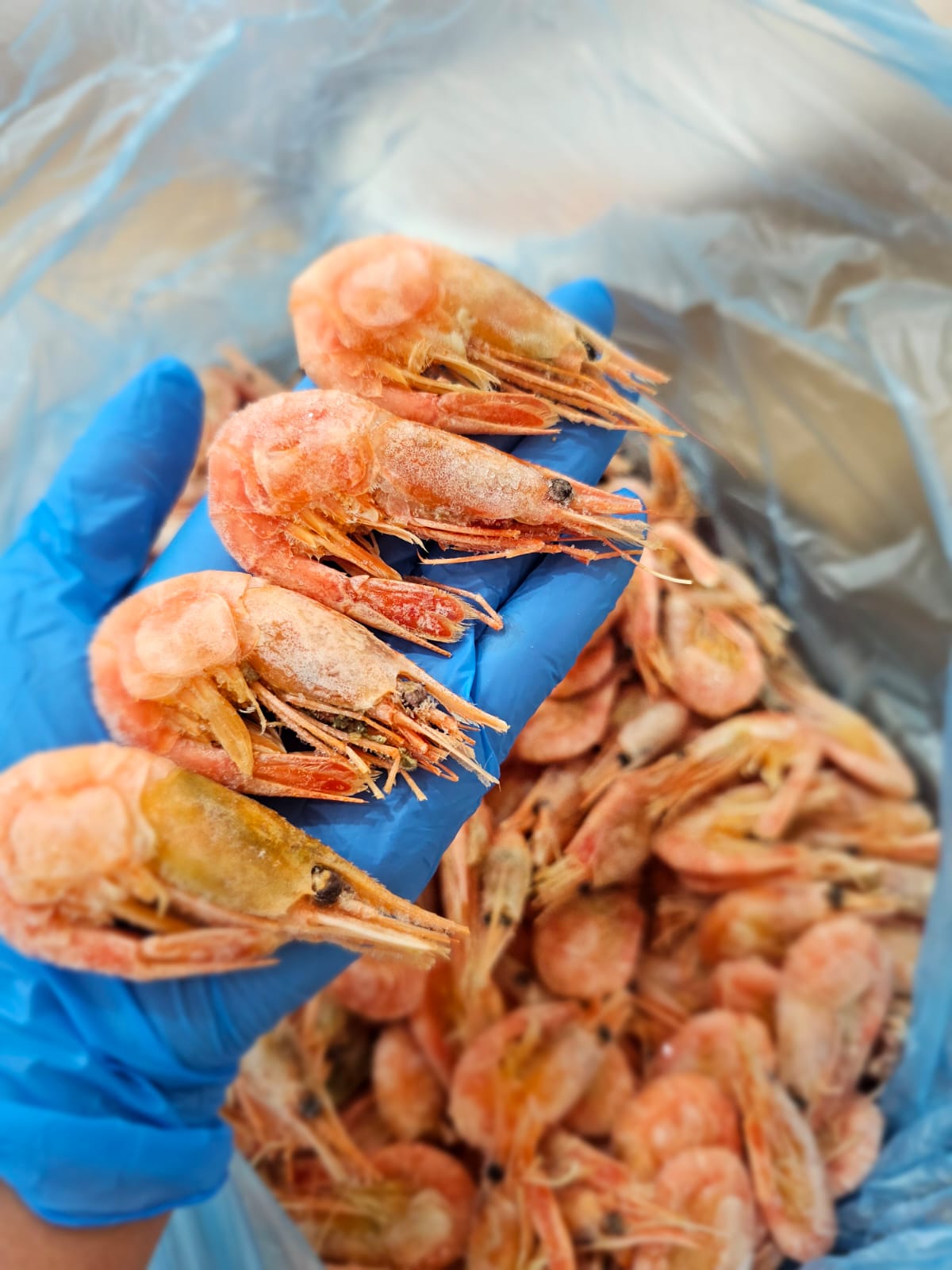 Креветка северная 90+