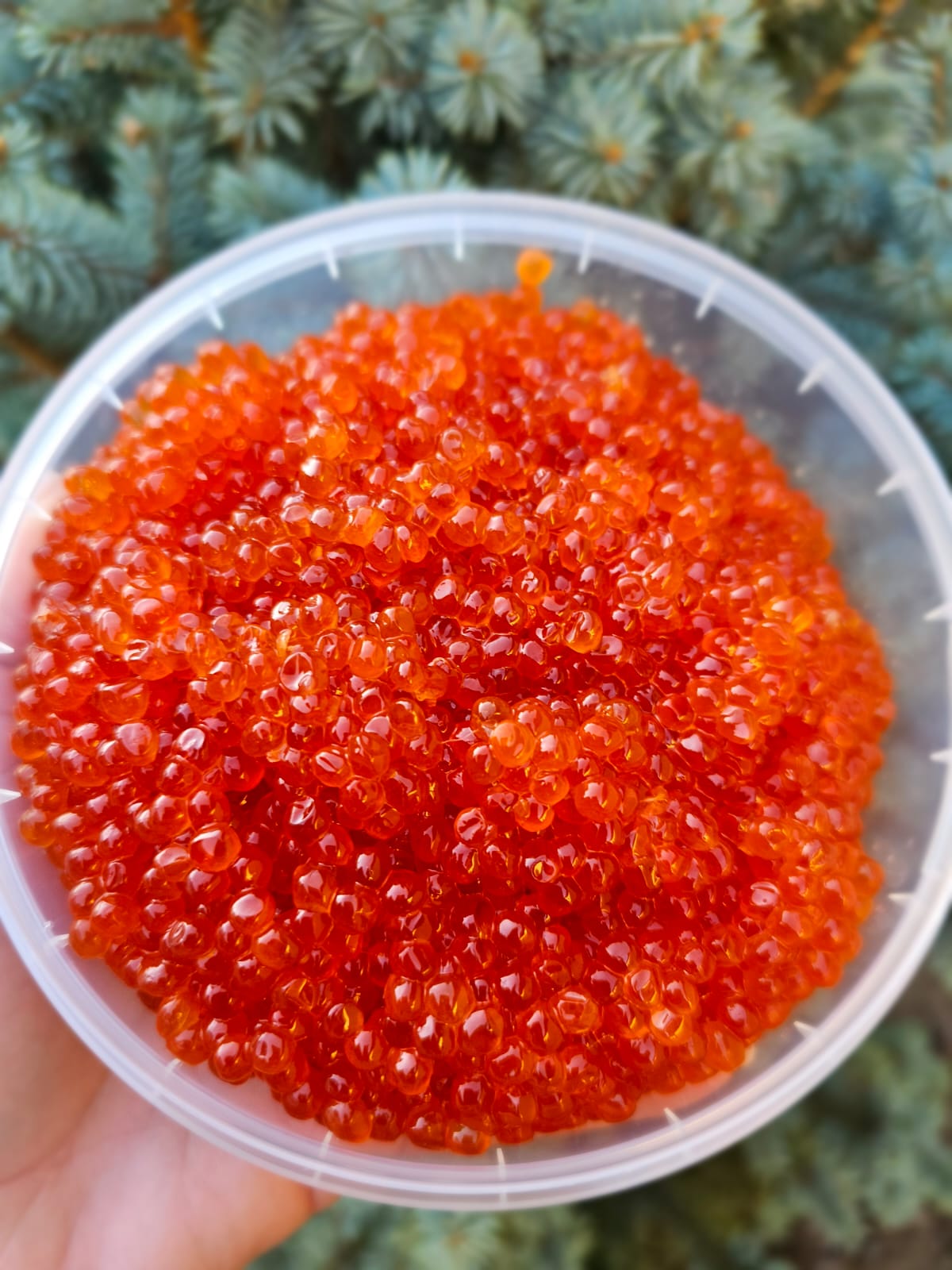 Икра форели 500гр.