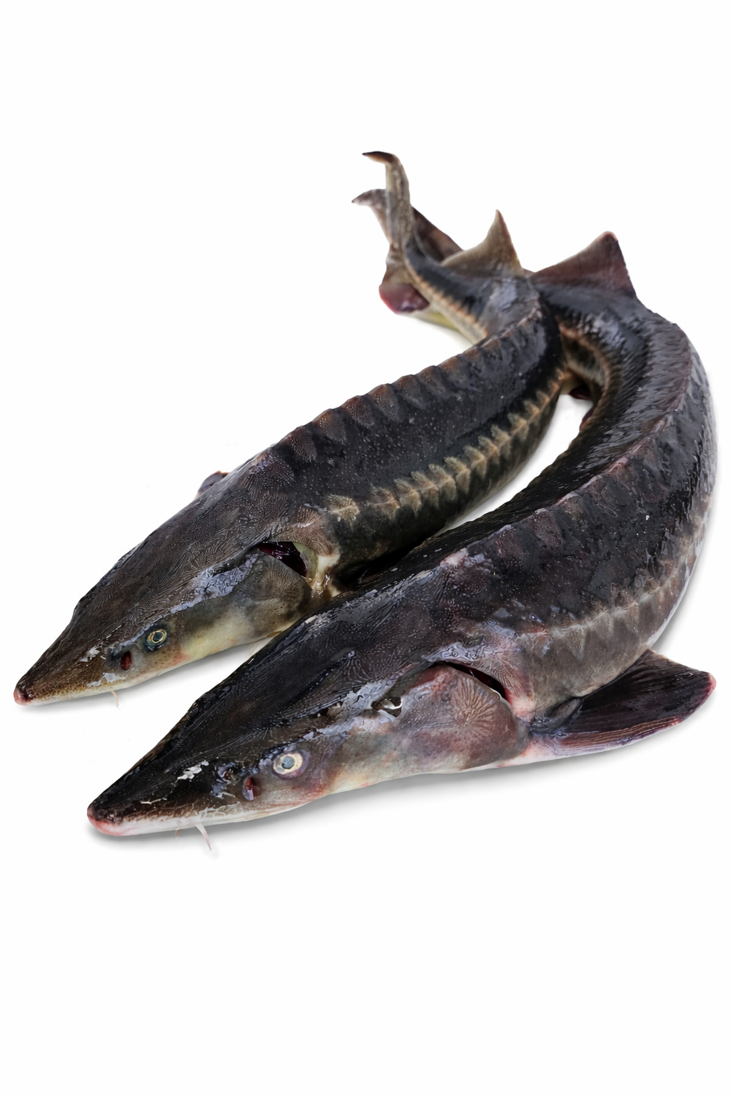 Осетр свежевыловленный