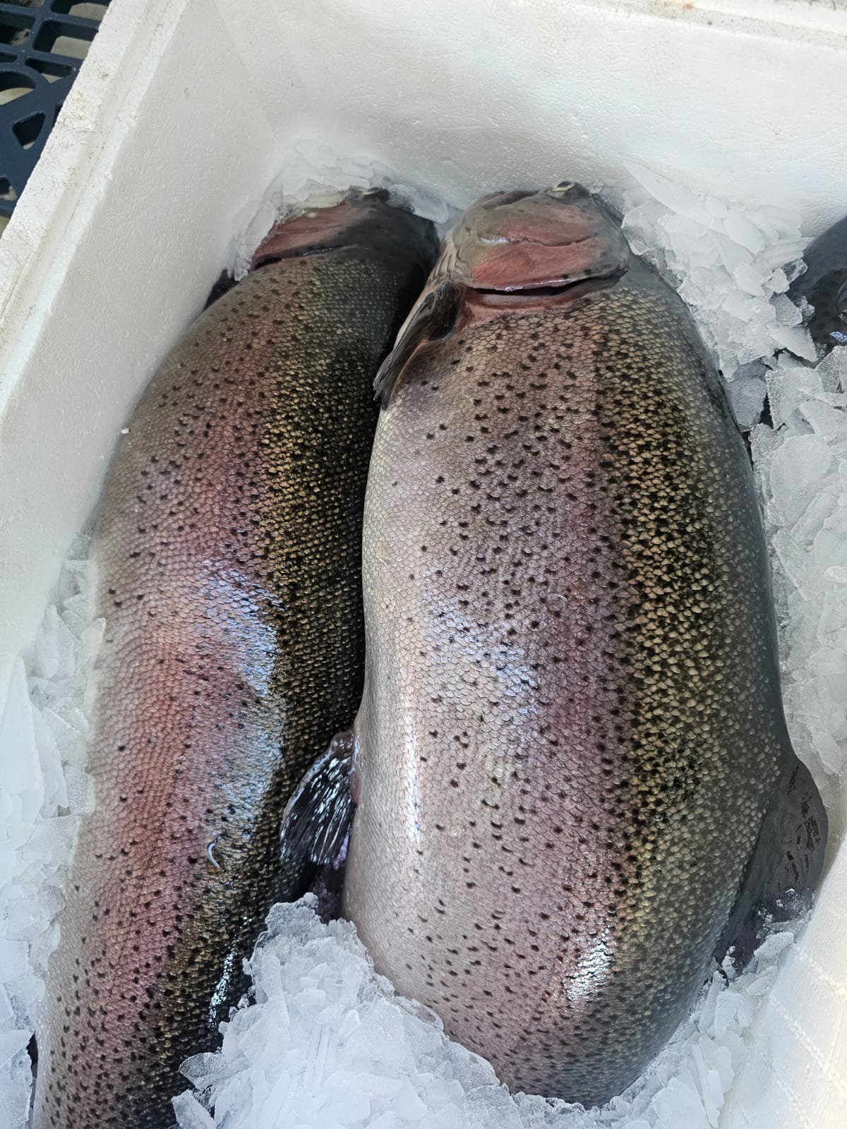 Форель свежевыловленная