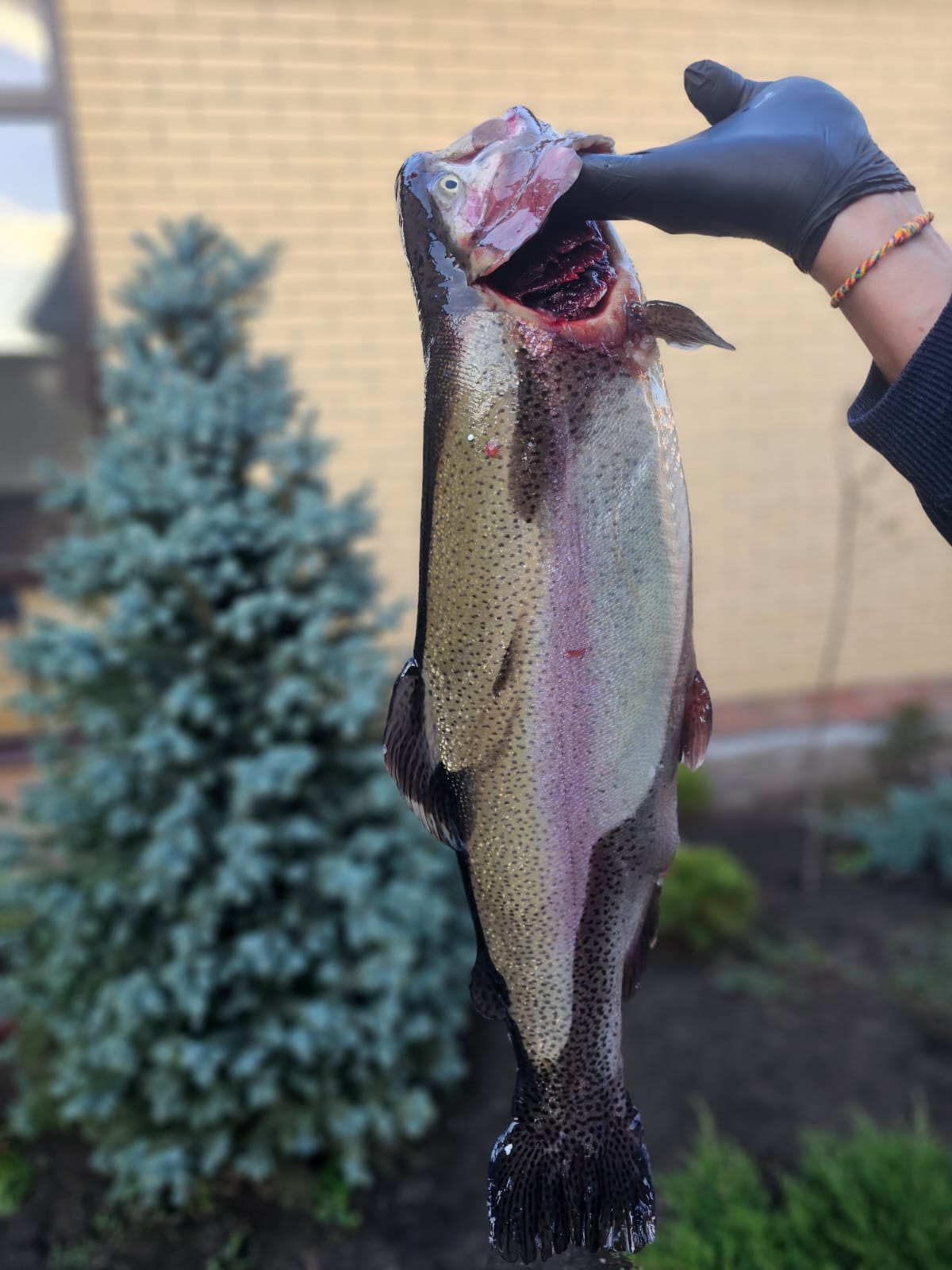 Форель свежевыловленная