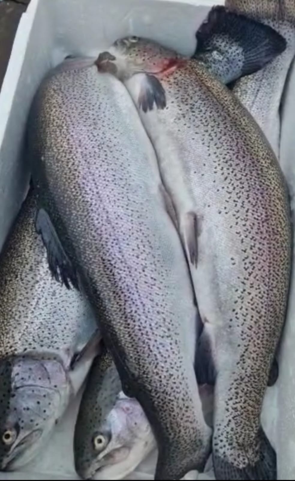 Форель свежевыловленная